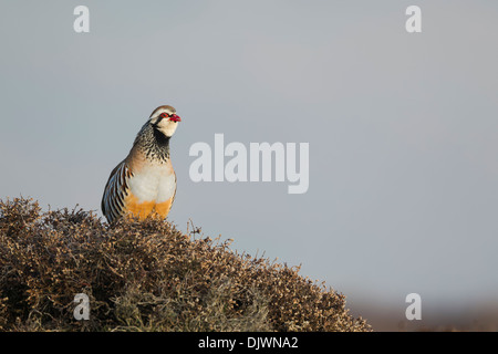 Rothuhn (Alectoris Rufa) im frühen Morgenlicht auf ein Büschel Heide aus anrufen Stockfoto