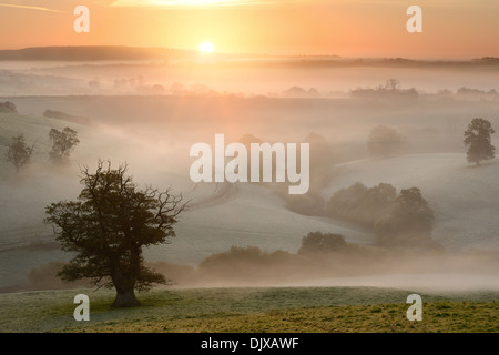 Eine glorreiche nebligen Sonnenaufgang mit Blick auf Felder und Bäume in der Nähe von Bruton, Somerset, Großbritannien. Stockfoto