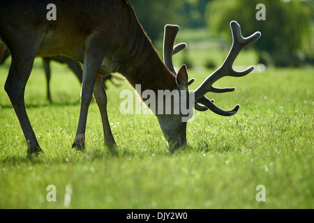 Profil von Hirsch Weiden auf Rasen Stockfoto