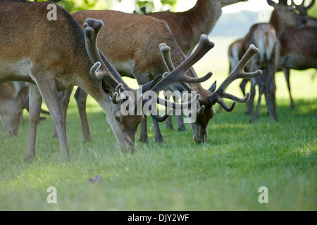 Herde von Hirschen Weiden auf Rasen Stockfoto