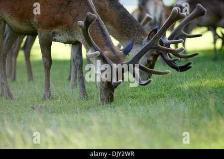 3 junge Hirsche hintereinander Weiden auf Rasen Stockfoto