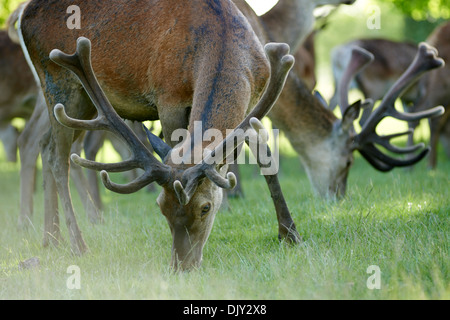 Hirsche und Rehe Weiden auf Rasen Stockfoto