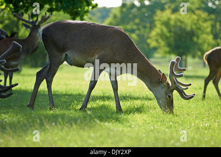 junger Hirsch Weiden auf Rasen Stockfoto