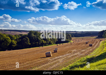 Stroh Rundballen in einem kürzlich geernteten Feld neben Campden Wood in der Nähe von Chipping Campden, Gloucestershire, England, UK Stockfoto