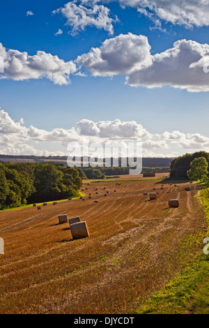 Stroh Rundballen in einem kürzlich geernteten Feld neben Campden Wood in der Nähe von Chipping Campden, Gloucestershire, England, UK Stockfoto