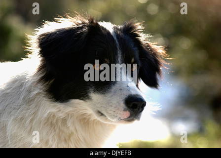 Border Collie (Hochformat) Stockfoto