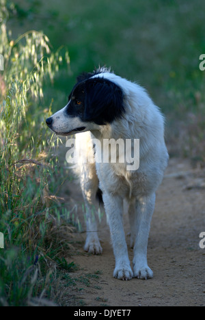 Border Collie stehend auf einem Pfad durch eine Wiese Stockfoto