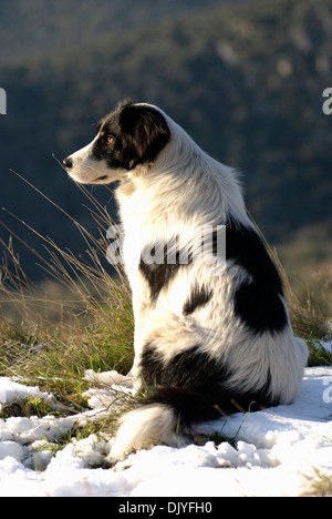 Border Collie in schneebedeckten Feld sitzen Stockfoto