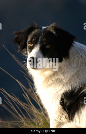 Border Collie (Hochformat) Stockfoto