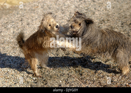 Zwei Briard Mischlinge spielen am Strand Stockfoto