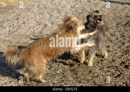 Zwei Briard Mischlinge spielen am Strand Stockfoto