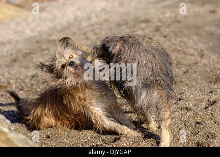 Zwei Briard Mischlinge spielen am Strand Stockfoto