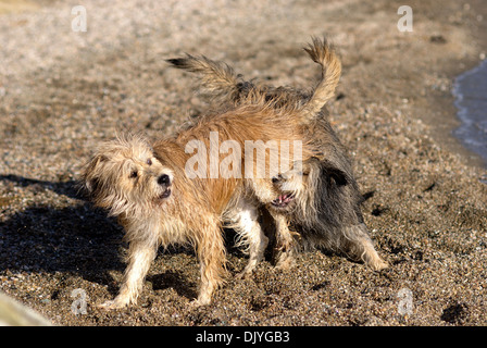 Zwei Briard Mischlinge spielen am Strand Stockfoto