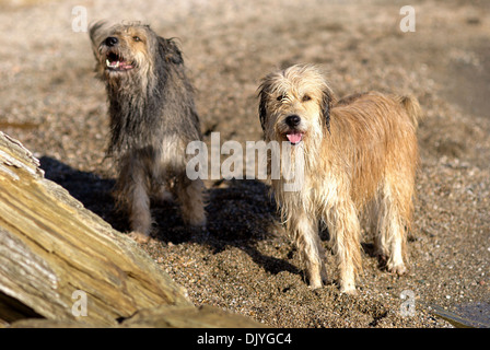 Zwei Briard Mischlinge am Strand Stockfoto