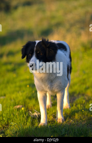 Border Collie stehend auf Wiese Stockfoto