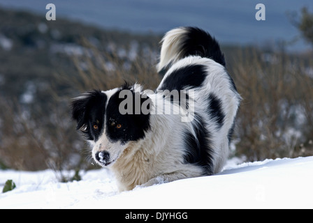 Junge Border Collie spielen und Graben im Schnee Stockfoto