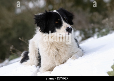 Junge Border Collie liegend im Schnee Stockfoto