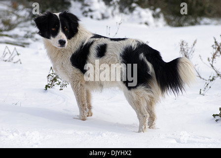 Border Collie stehend im Schnee Stockfoto