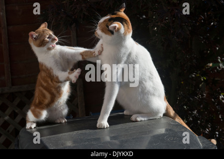 Zwei Katzen spielen kämpfen. Stockfoto