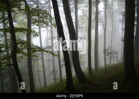 Nebel im Wald auf einem Berg namens "Mont Sujet" in der Schweiz Stockfoto