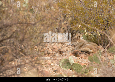 Arizona, Tucson, Saguaro National Park, Sonora Desert Museum. Einsamer Coyote in Wüste Lebensraum (Captive: Canis Latrans). Stockfoto