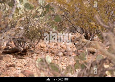 Arizona, Tucson, Saguaro National Park, Sonora Desert Museum. Einsamer Coyote in Wüste Lebensraum (Captive: Canis Latrans). Stockfoto