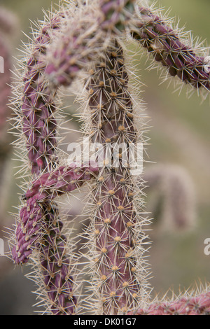 Arizona, Tucson, Saguaro National Park, Sonora Desert Museum. Cane Cholla Cactus (Cylindropuntia Spinosior). Stockfoto