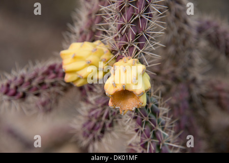 Arizona, Tucson, Saguaro National Park, Sonora Desert Museum. Cane Cholla Cactus (Cylindropuntia Spinosior). Stockfoto