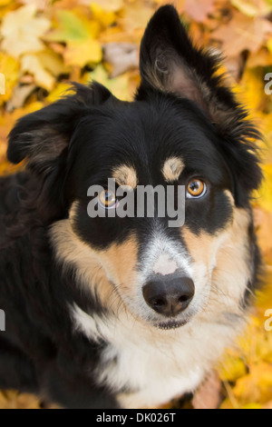 Collie Hund unter Herbstlaub Stockfoto