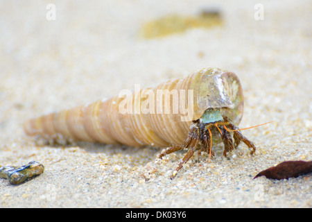 Krabben in der shell Stockfoto