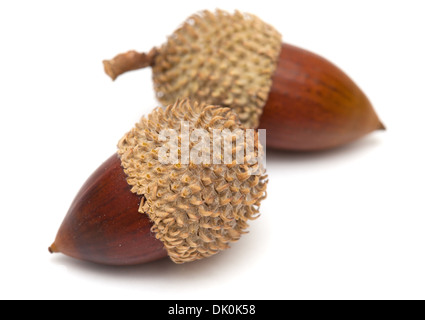 Quercus Coccifera, die Kermes-Eiche Eicheln isoliert Stockfoto