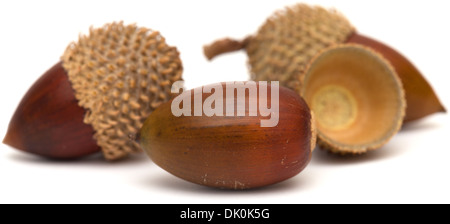 Quercus Coccifera, die Kermes-Eiche Eicheln isoliert Stockfoto