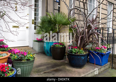 Einige Winter Farbe vor der Haustür eines Wohnsitzes in Edinburghs Neustadt. Stockfoto