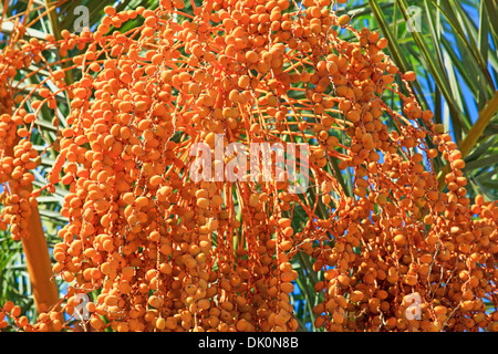 Datum Früchte Cluster hängt an einer Palme gerissen Stockfoto