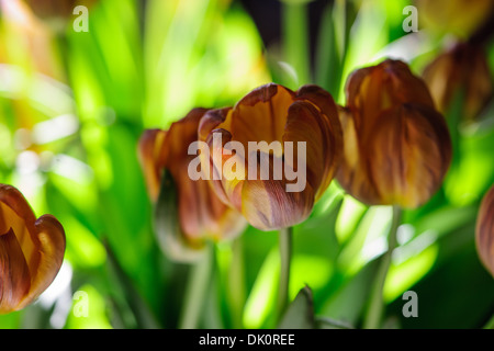 Schöne rote und gelbe Tulpen. Stockfoto