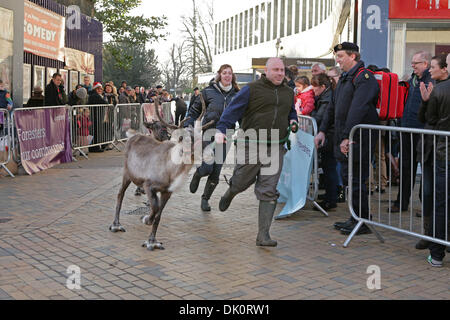 Bromley, UK. 1. Dezember 2013. Rentiere laufen in Bromley High Street. Bildnachweis: Keith Larby/Alamy Live-Nachrichten Stockfoto