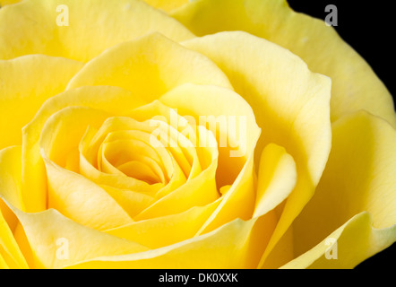 Schließen Sie herauf Bild der gelbe rose Stockfoto