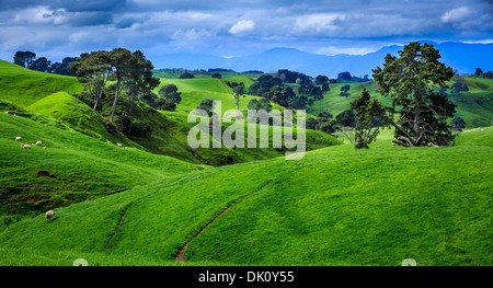 Landschaft in Hobbingen im Auenland, Standort des Herrn der Ringe und der Hobbit-Film-Trilogie, in der Nähe von Matamata, Neuseeland Stockfoto