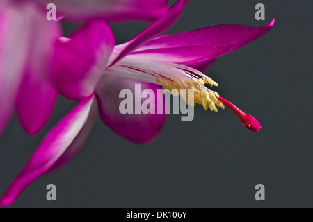 Eine Nahaufnahme Bild einer Blume aus einem Weihnachtskaktus Stockfoto