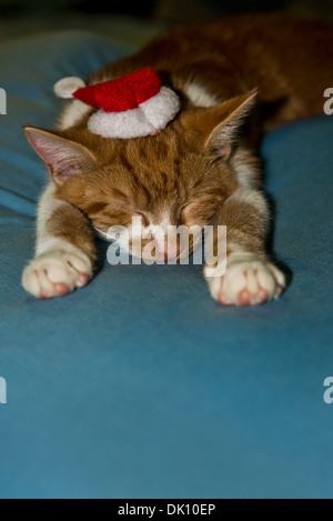 Eine junge Ingwer und weißer Tabby Kater /kitten schläft mit einer Weihnachtsmütze platziert auf dem Kopf. Stockfoto