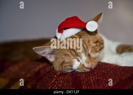 Eine junge Ingwer und weißer Tabby Kater /kitten schläft mit einer Weihnachtsmütze platziert auf dem Kopf. Stockfoto