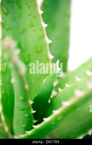 Aloe Vera Pflanze auf weißem Hintergrund Stockfoto