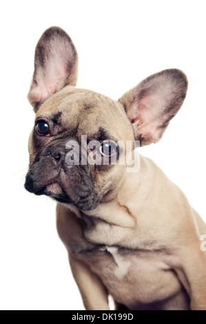 Französische Bulldogge Porträt isoliert auf weißem Hintergrund Stockfoto