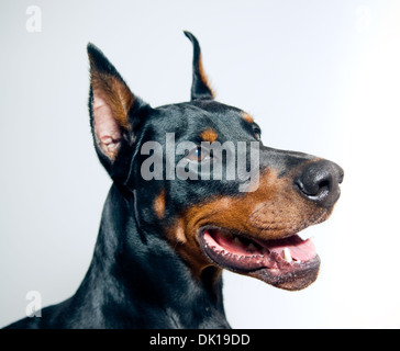 Dobermann-Portrait auf einfachen Hintergrund Stockfoto