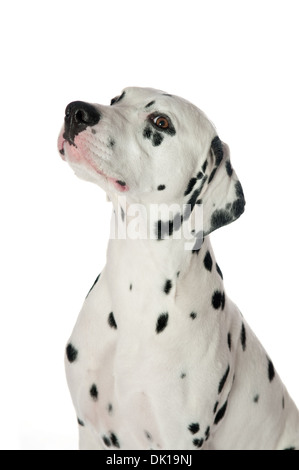 Dalmatiner Porträt auf weißem Hintergrund Stockfoto