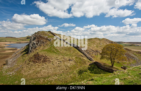 Sycamore Gap Teil des Hadrian Wall in Northumberland nahe der schottischen Grenze Stockfoto