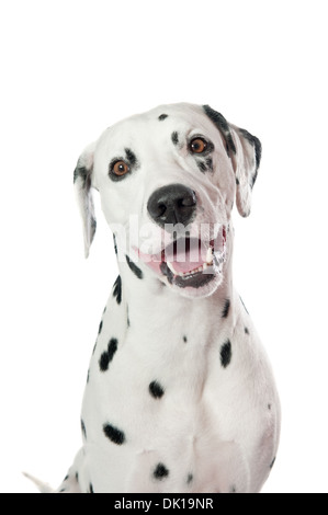 Dalmatiner Porträt auf weißem Hintergrund Stockfoto
