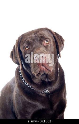 Chocolate Labrador Retriever Hund isoliert auf weißem Hintergrund Stockfoto