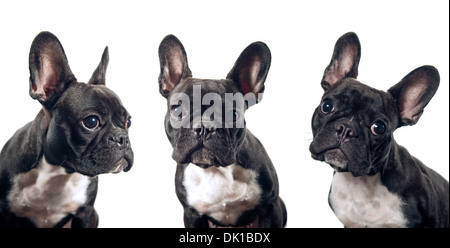 Französische Bulldogge Porträt isoliert auf weißem Hintergrund Stockfoto