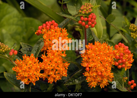 Orange und orange rot Asclepias oder Schmetterling Unkraut Blumen in dieser Detailansicht zusammengefasst. Stockfoto